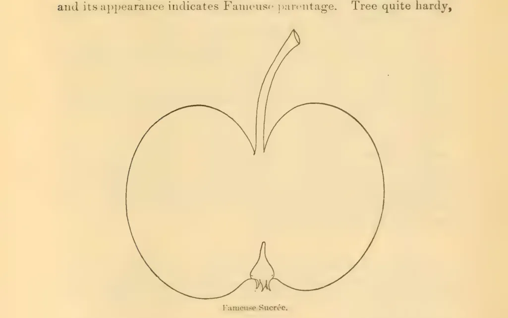 Illustration of Fameuse Sucree