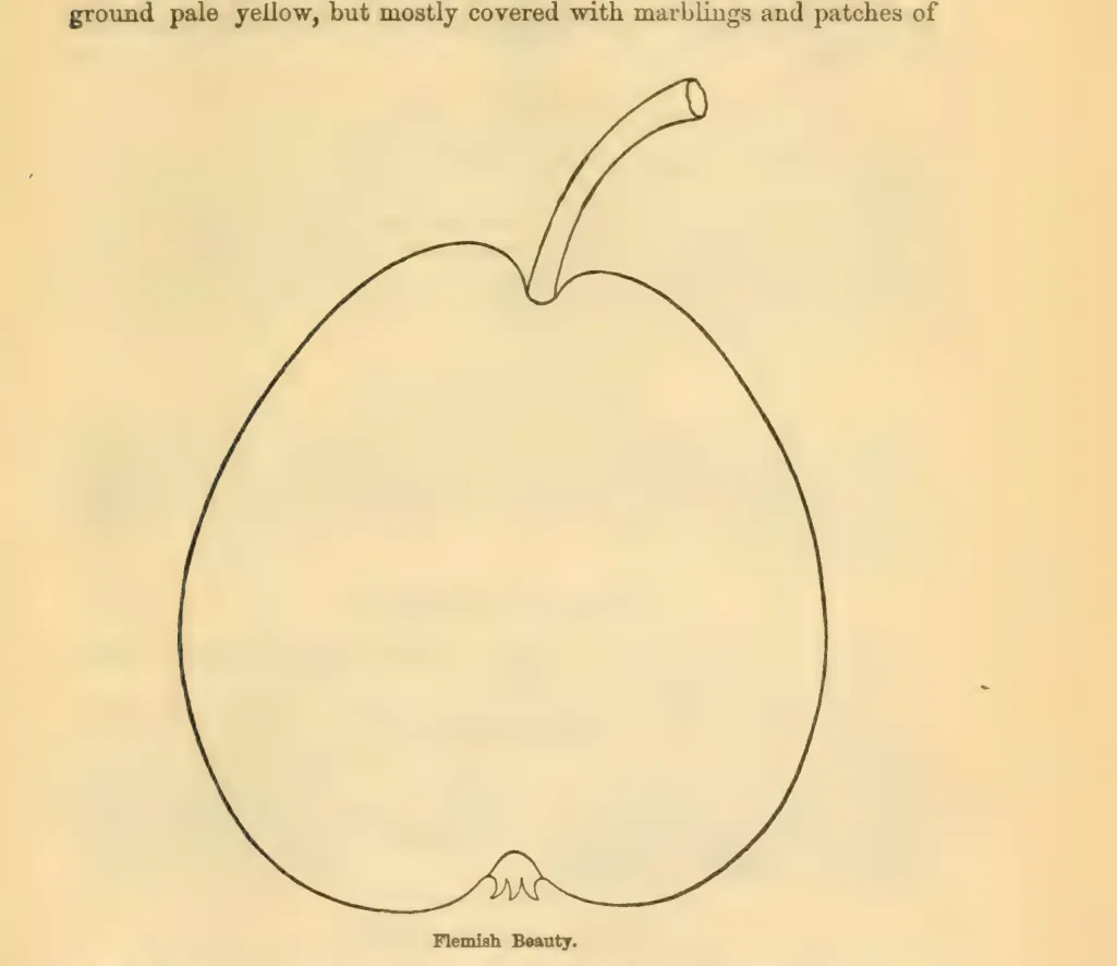 Illustration from Downing, Fruits and Fruit Trees of America (1900)
