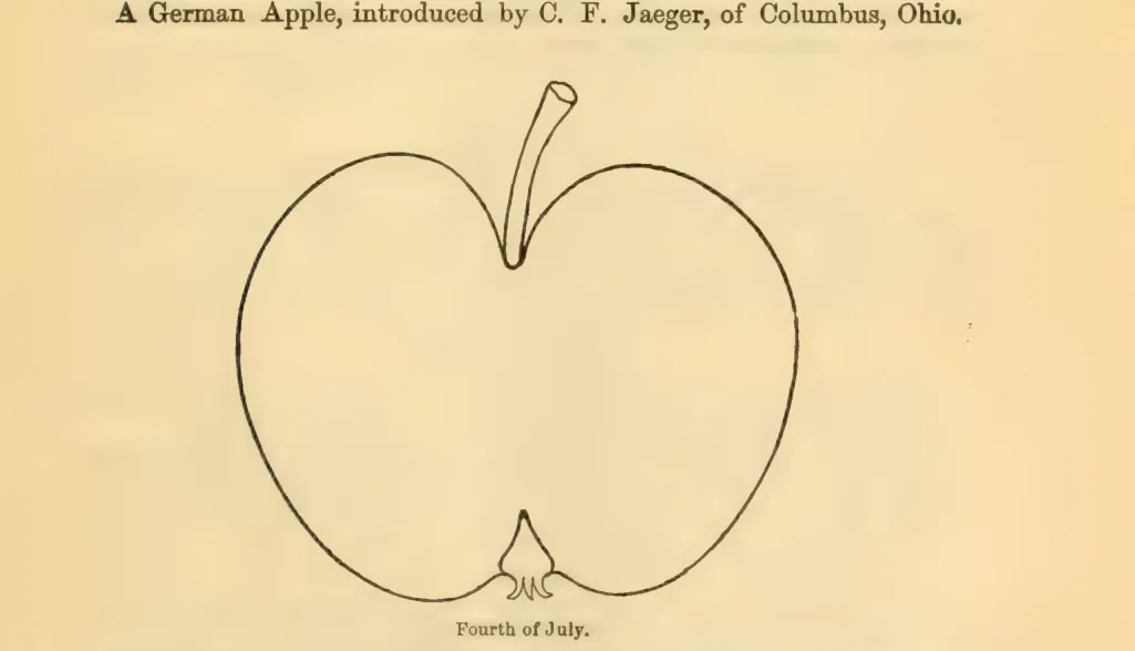 Illustration from Downing, Fruits and Fruit Trees of America (1900)