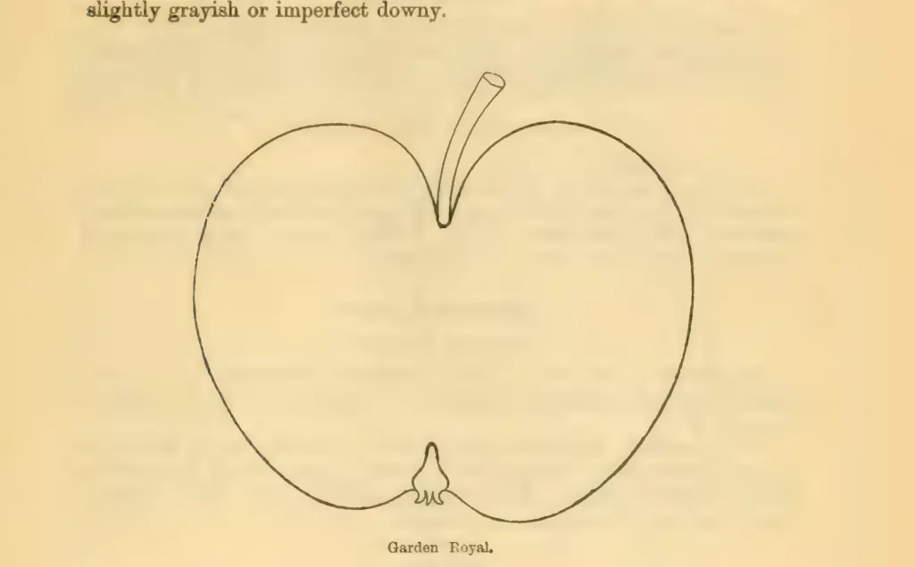 Illustration from Downing, Fruits and Fruit Trees of America (1900)