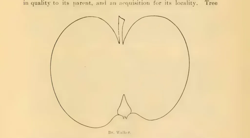 Illustration of Geneton Improved