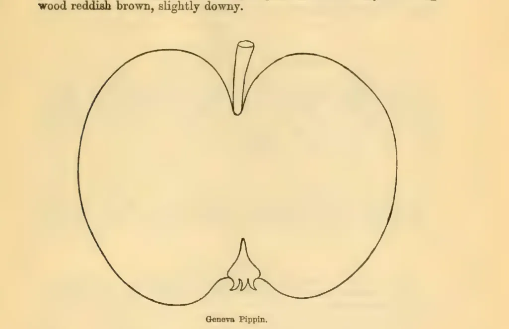Illustration from Downing, Fruits and Fruit Trees of America (1900)