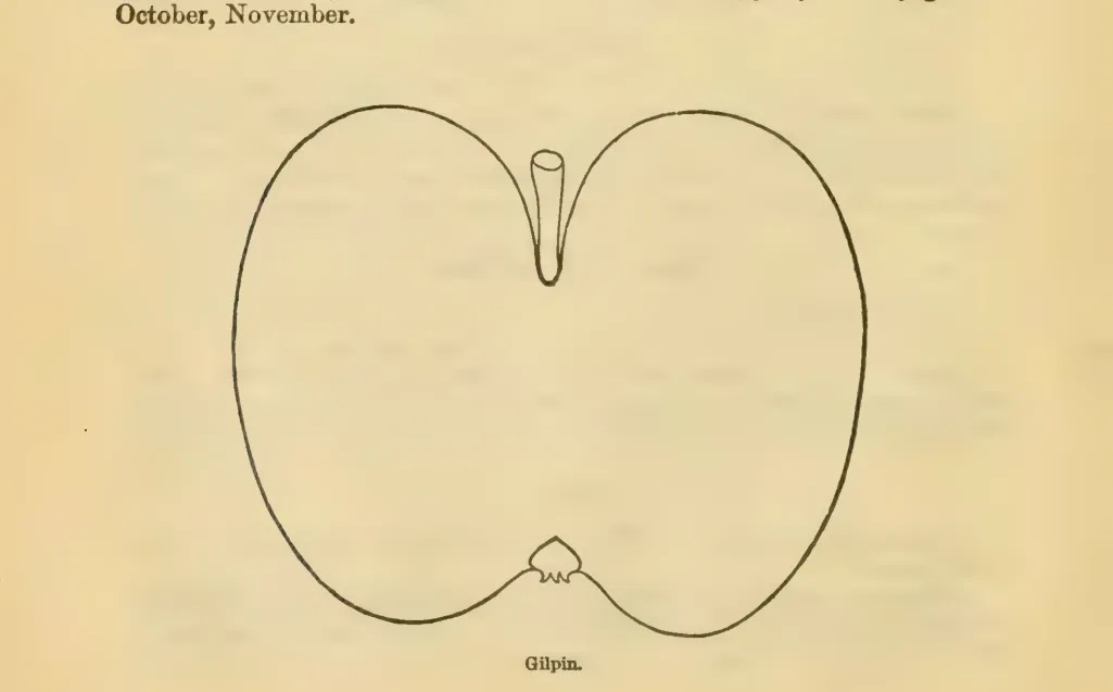Illustration from Downing, Fruits and Fruit Trees of America (1900)