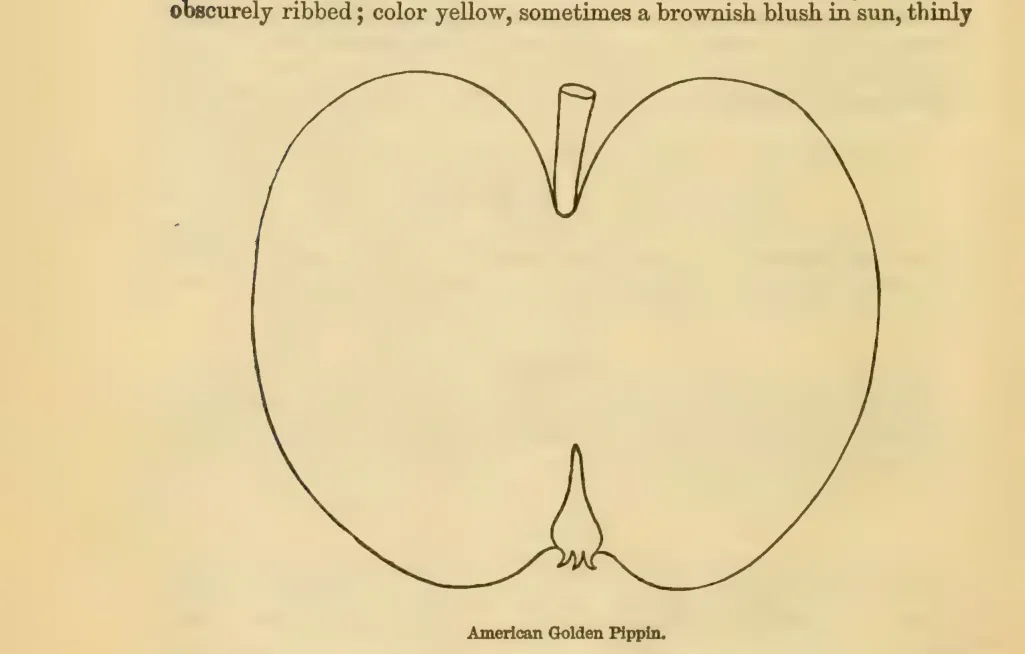 Illustration from Downing, Fruits and Fruit Trees of America (1900)