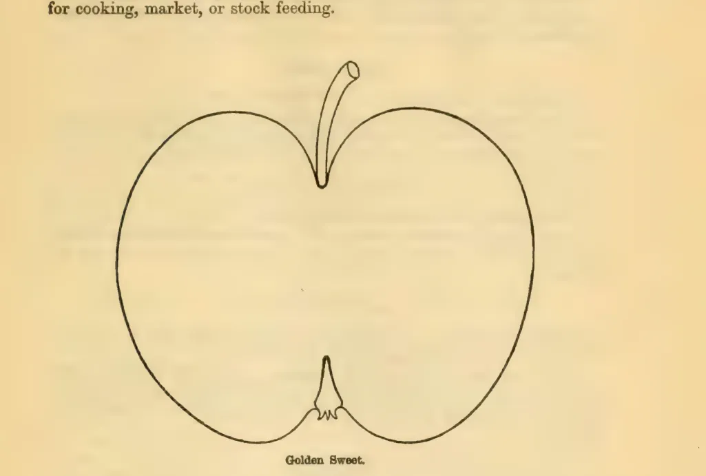 Illustration from Downing, Fruits and Fruit Trees of America (1900)