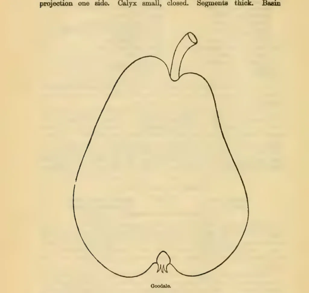 Illustration from Downing, Fruits and Fruit Trees of America (1900)