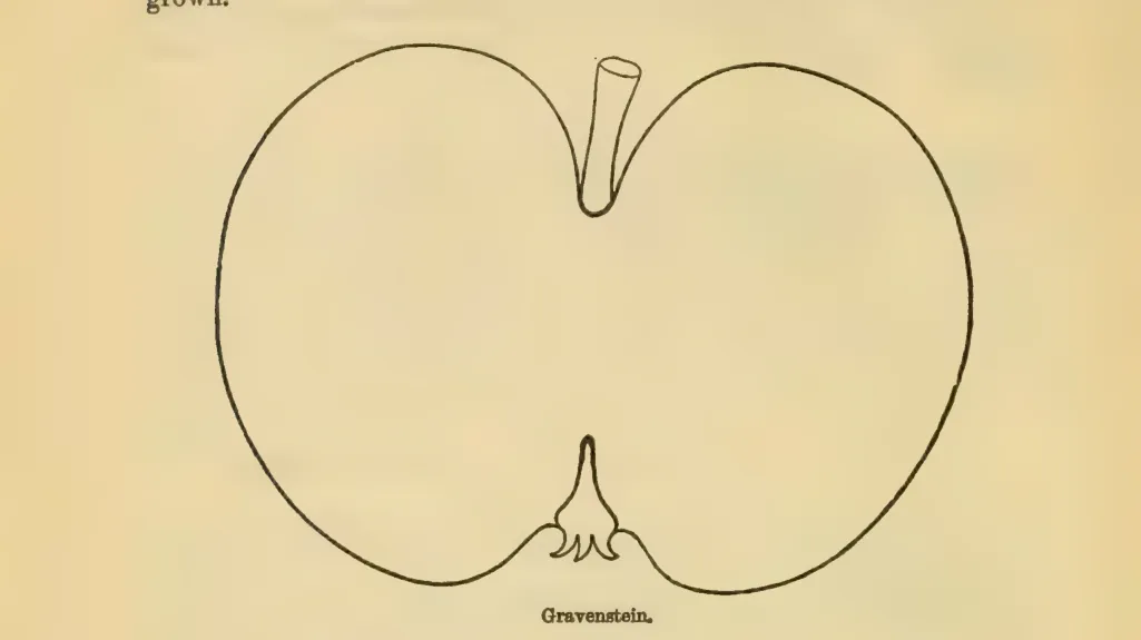 Illustration from Downing, Fruits and Fruit Trees of America (1900)