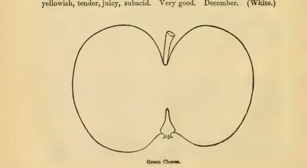 Illustration from Downing, Fruits and Fruit Trees of America (1900)