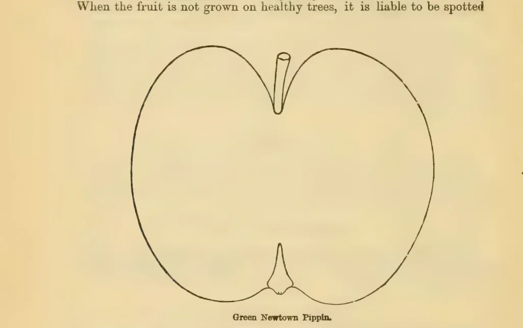 Illustration from Downing, Fruits and Fruit Trees of America (1900)