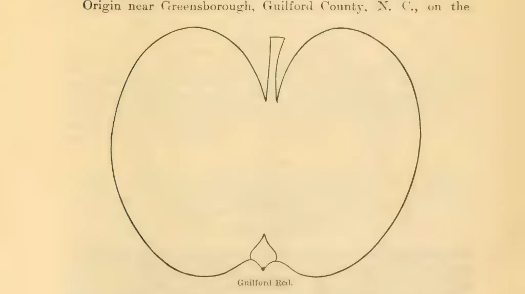 Illustration of Guilford Red