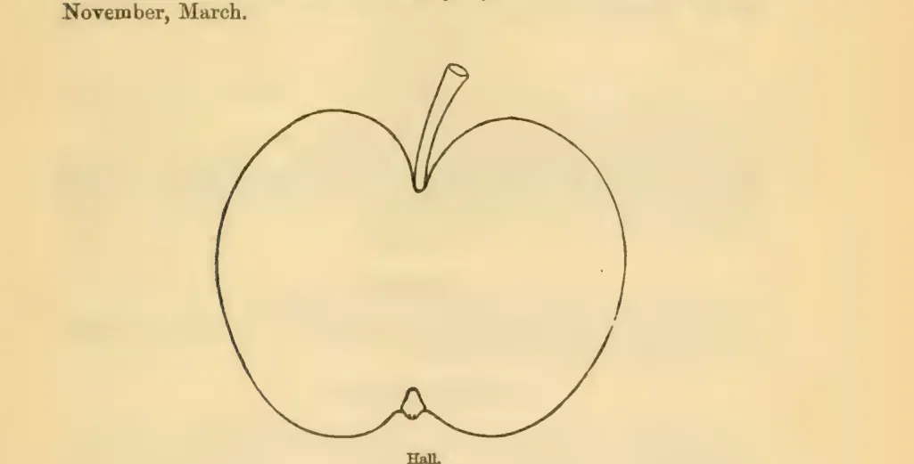 Illustration from Downing, Fruits and Fruit Trees of America (1900)