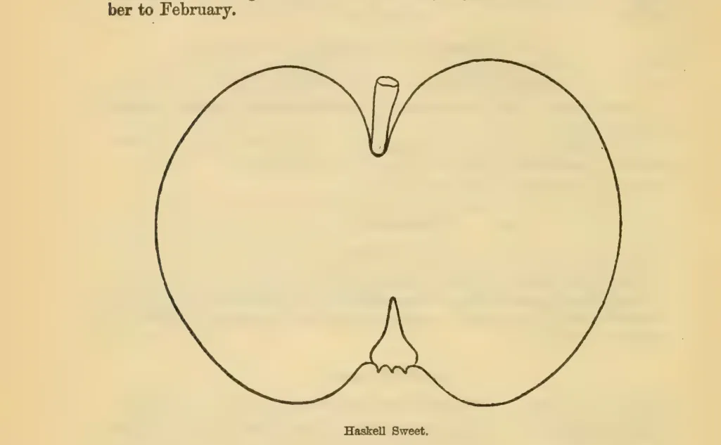 Illustration of Haskell Sweet
