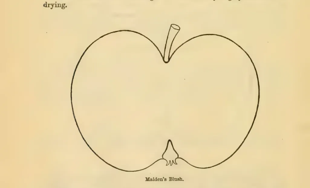 Illustration from Downing, Fruits and Fruit Trees of America (1900)