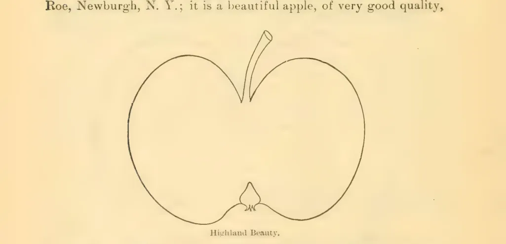 Illustration from Downing, Fruits and Fruit Trees of America (1900)
