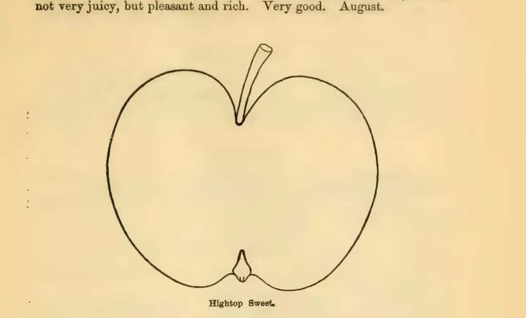 Illustration of Hightop Sweet