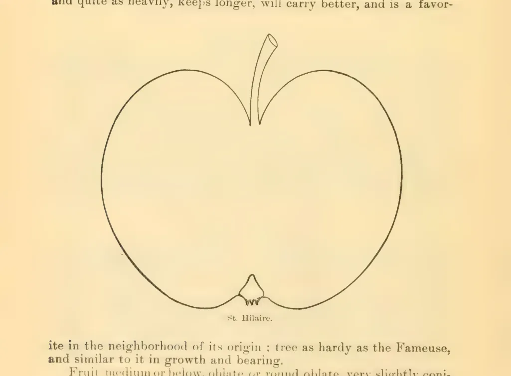 Illustration from Downing, Fruits and Fruit Trees of America (1900)
