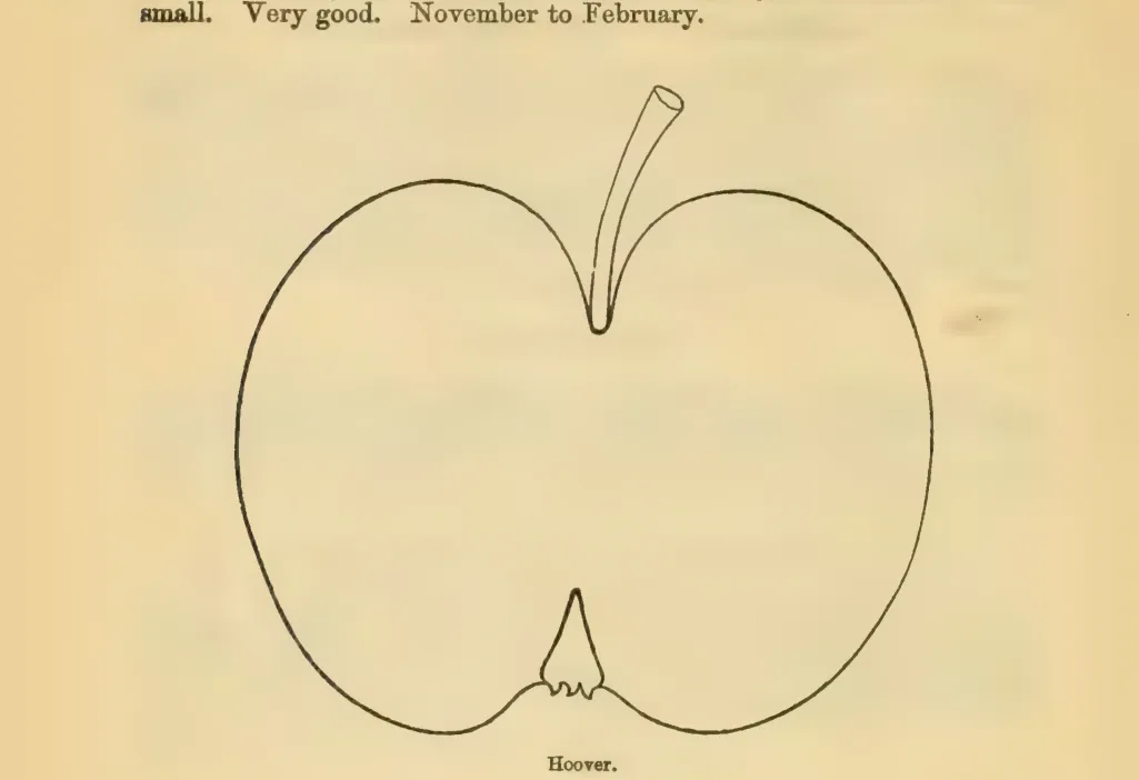 Illustration of Hoover