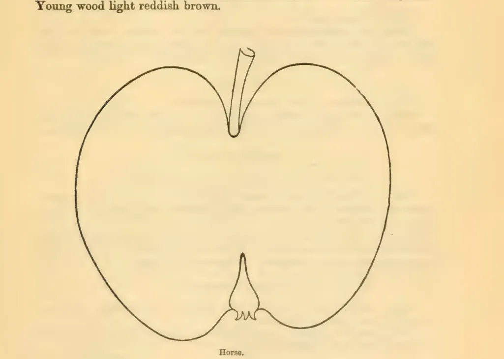 Illustration from Downing, Fruits and Fruit Trees of America (1900)