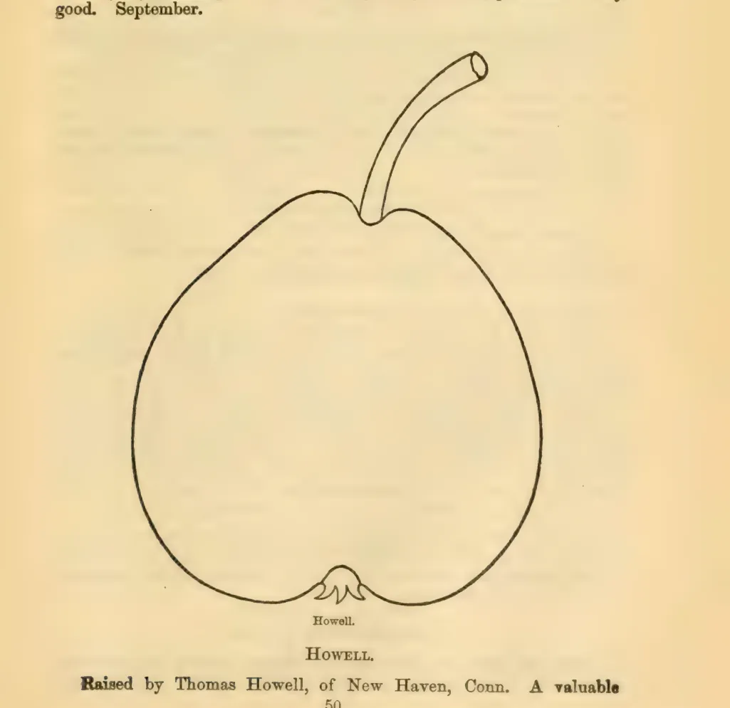 Illustration from Downing, Fruits and Fruit Trees of America (1900)