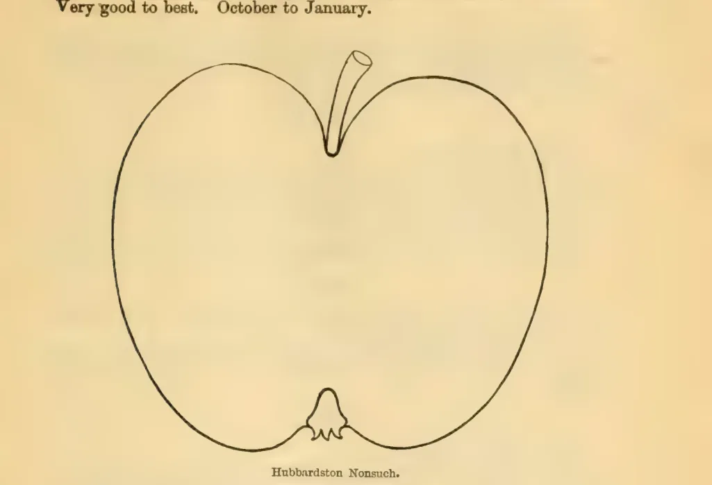 Illustration from Downing, Fruits and Fruit Trees of America (1900)