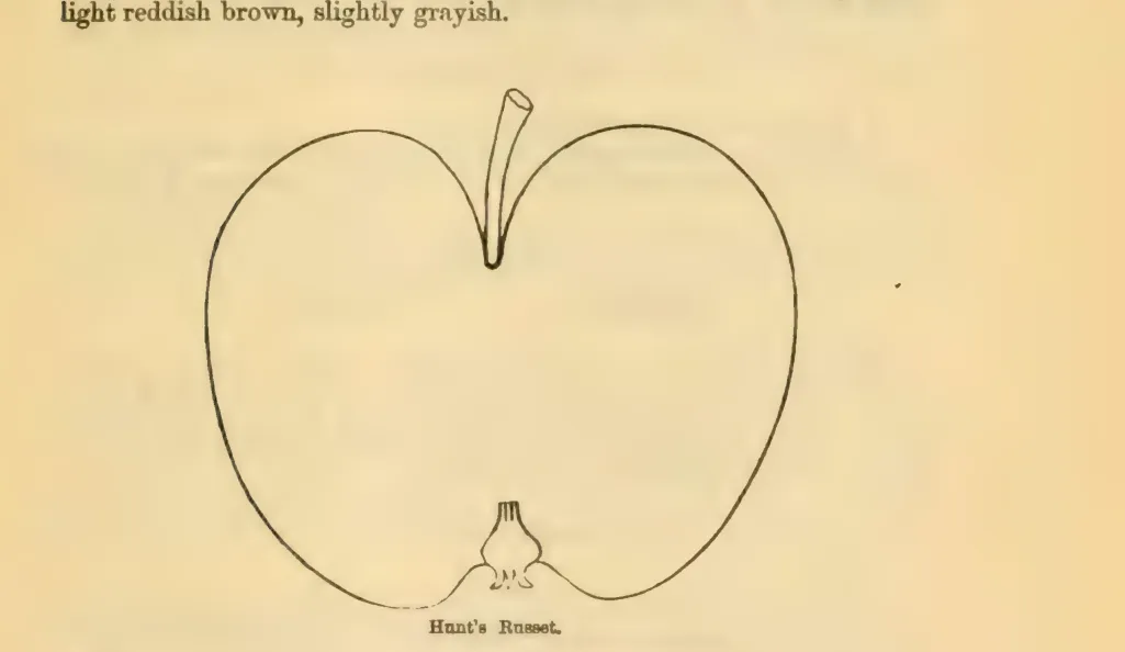 Illustration of Hunt Russet