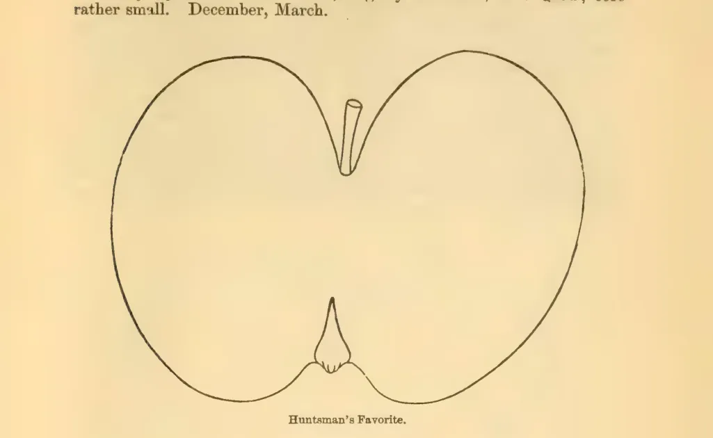 Illustration of Huntsman