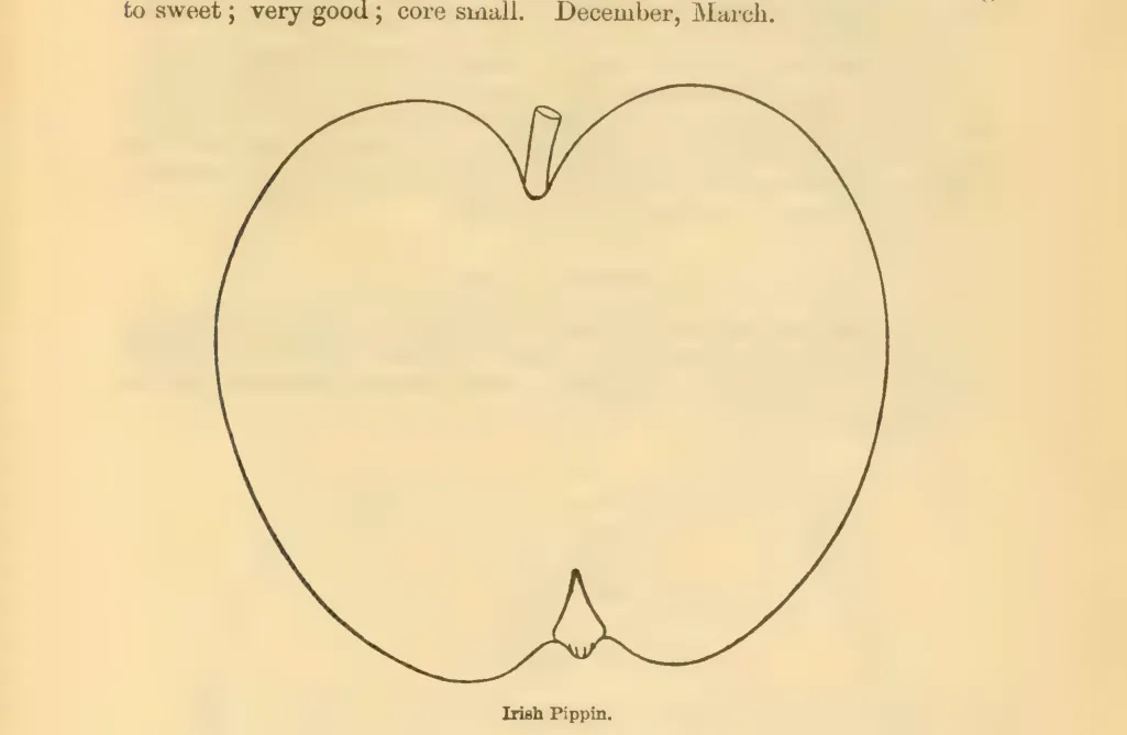 Illustration of Irish Pippin