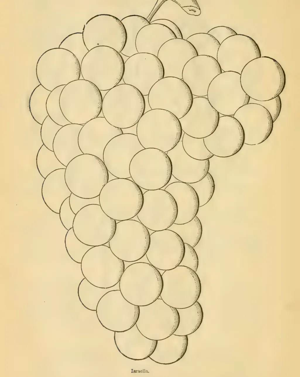 Illustration of Isabella