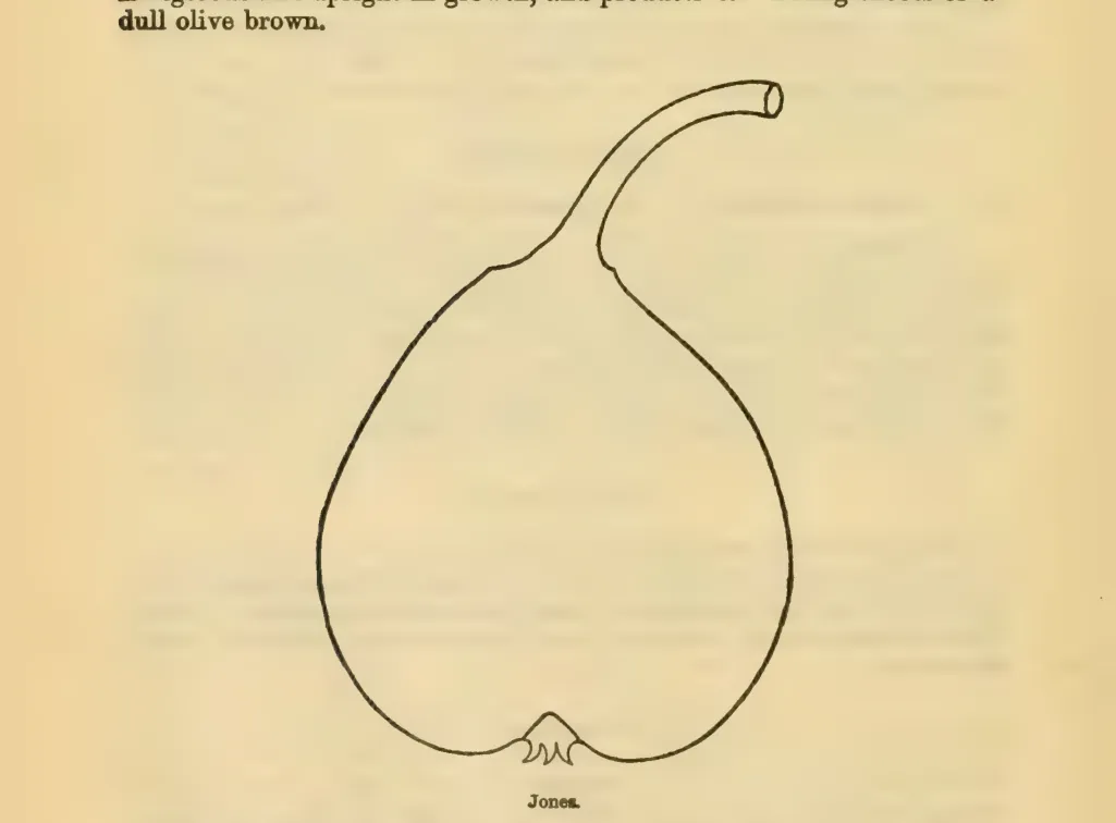 Illustration from Downing, Fruits and Fruit Trees of America (1900)