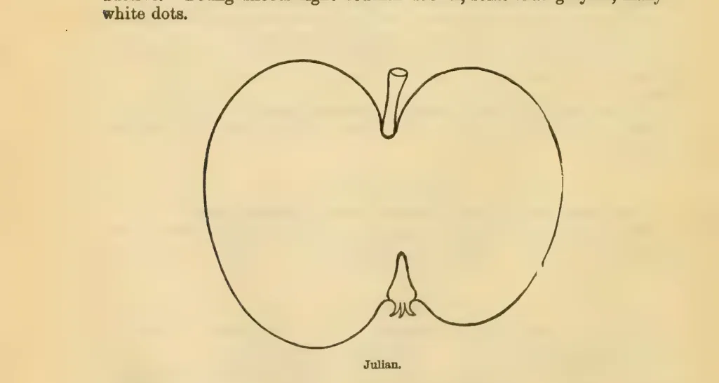 Illustration of Julian