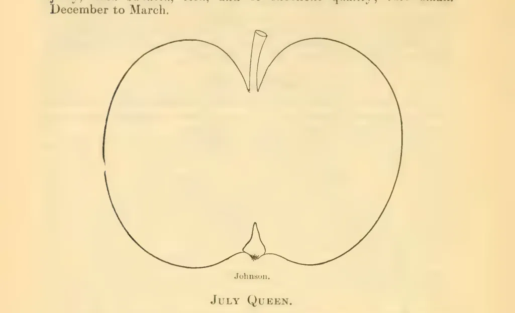 Illustration of July Queen