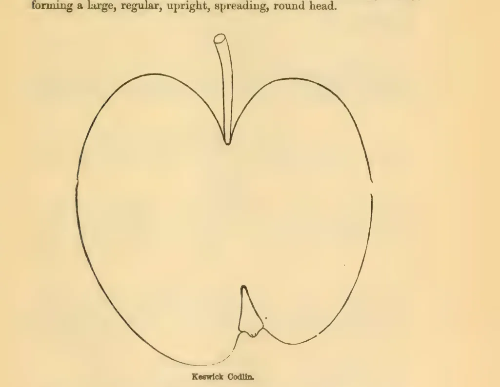 Illustration from Downing, Fruits and Fruit Trees of America (1900)