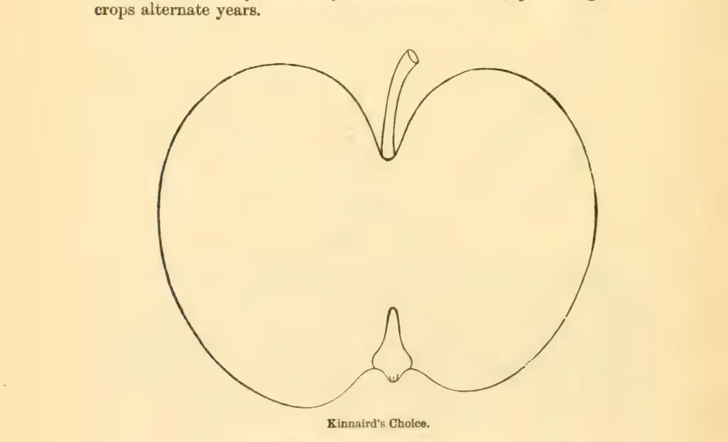 Illustration from Downing, Fruits and Fruit Trees of America (1900)