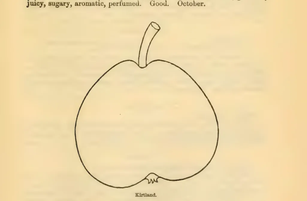 Illustration of Kirtland