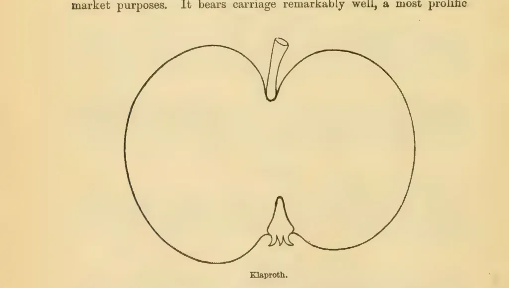 Illustration from Downing, Fruits and Fruit Trees of America (1900)