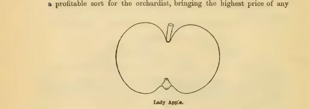 Illustration from Downing, Fruits and Fruit Trees of America (1900)