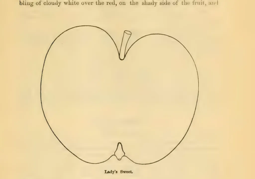 Illustration from Downing, Fruits and Fruit Trees of America (1900)