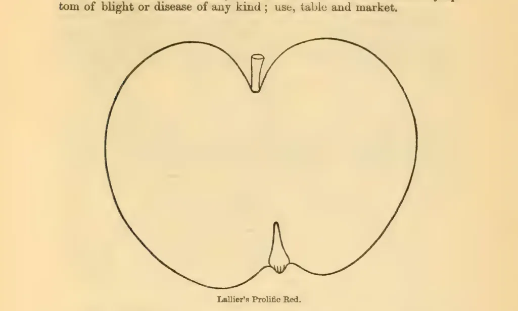Illustration from Downing, Fruits and Fruit Trees of America (1900)