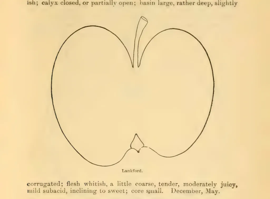 Illustration from Downing, Fruits and Fruit Trees of America (1900)