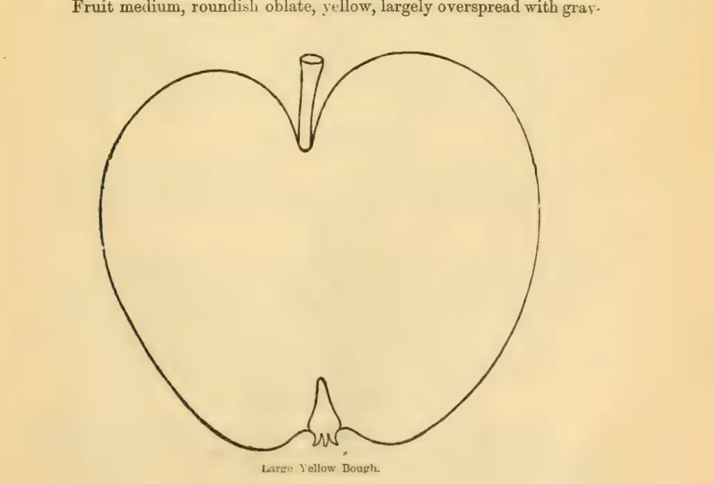 Illustration of Large Yellow Bough