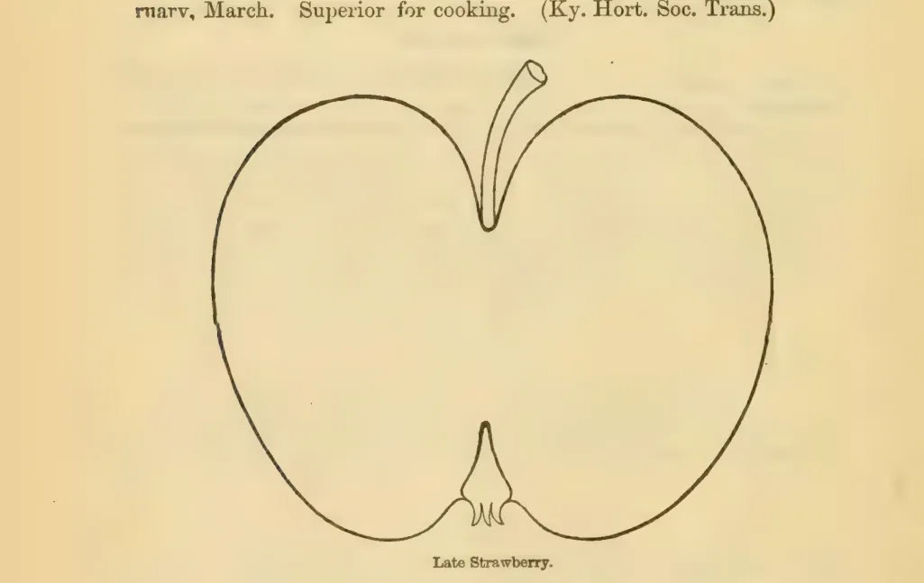 Illustration of Late Strawberry