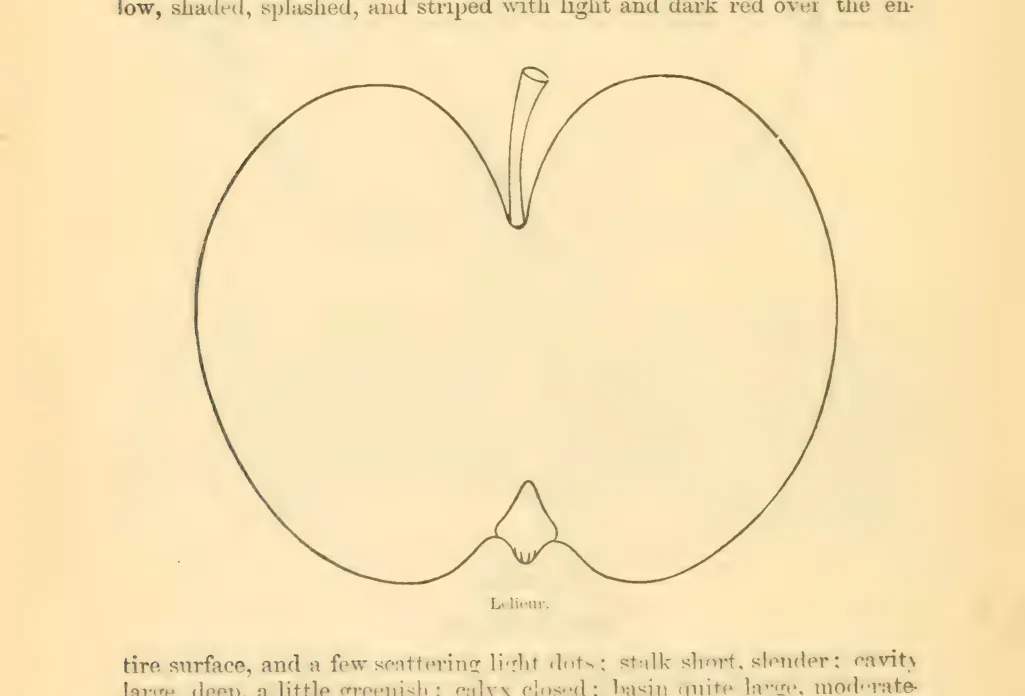 Illustration of Lelieur