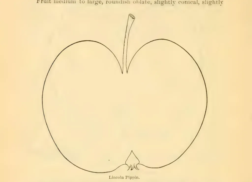 Illustration from Downing, Fruits and Fruit Trees of America (1900)