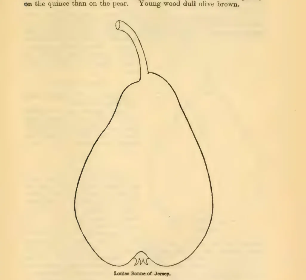 Illustration of Louise Bonne of Jersey