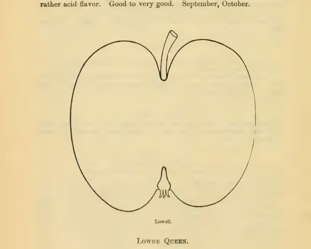 Illustration from Downing, Fruits and Fruit Trees of America (1900)