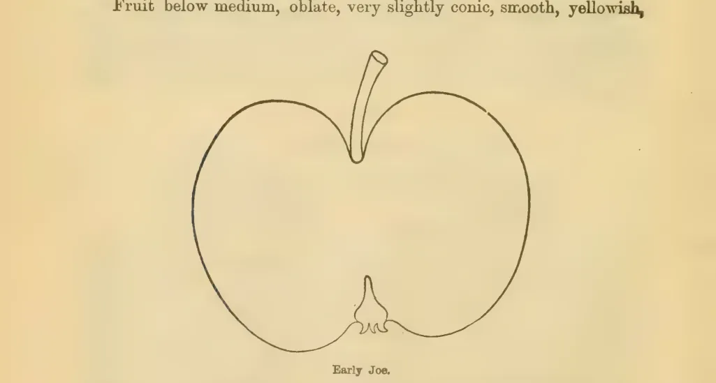 Illustration of Luce's Early Joe