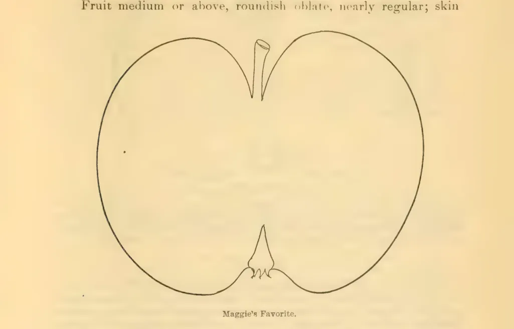 Illustration from Downing, Fruits and Fruit Trees of America (1900)