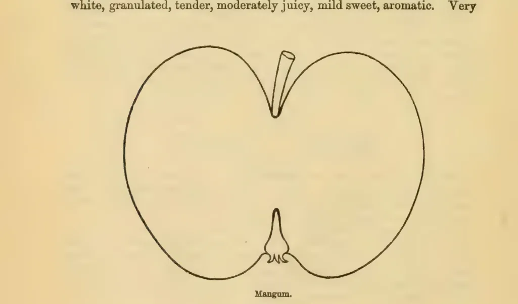 Illustration from Downing, Fruits and Fruit Trees of America (1900)