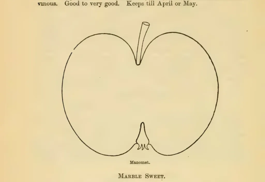 Illustration from Downing, Fruits and Fruit Trees of America (1900)