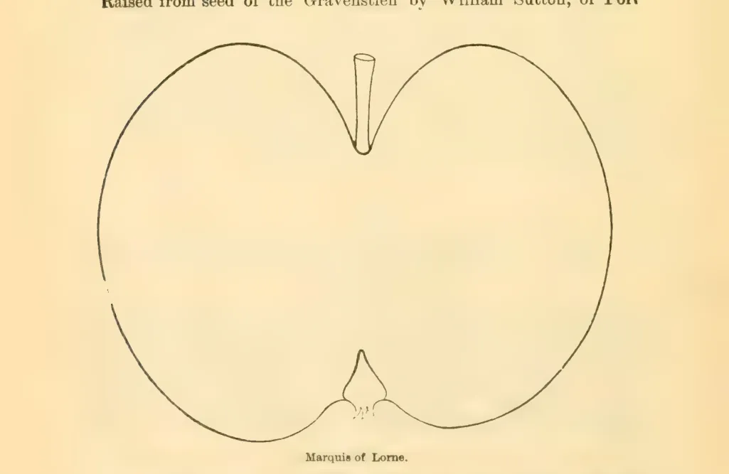 Illustration from Downing, Fruits and Fruit Trees of America (1900)